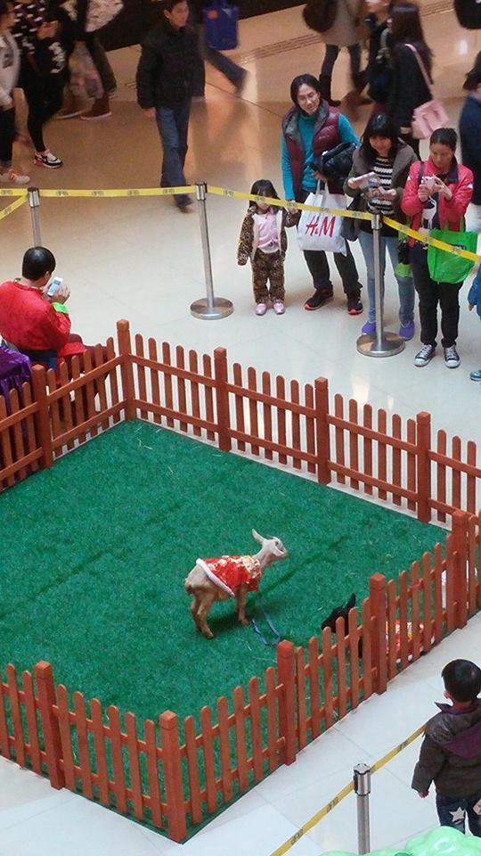 Shopping malls denounced for using live goats for CNY