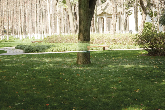 01-WWF- TheVanishingTree-Main